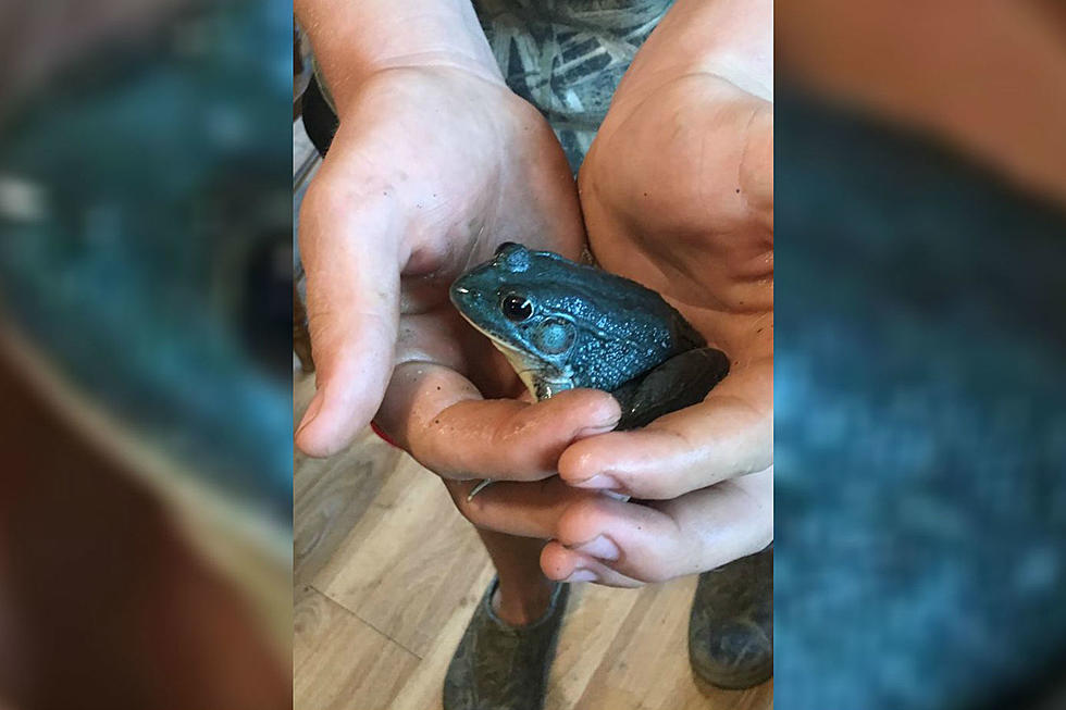 Rare Blue Frog Found By Maine Boy