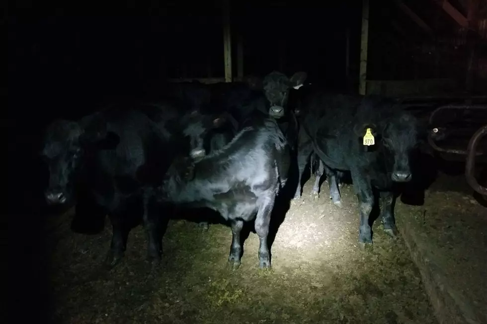 Wayward Wagyu Steer Located Near Common Ground Fairgrounds