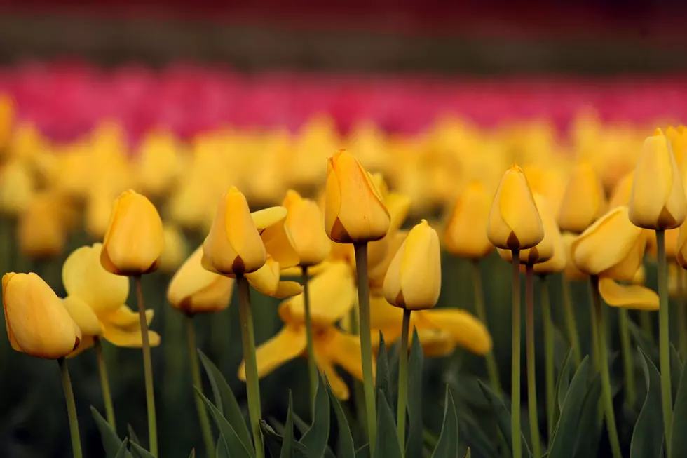 Yellow Tulips For Suicide Prevention Month [VIDEO]
