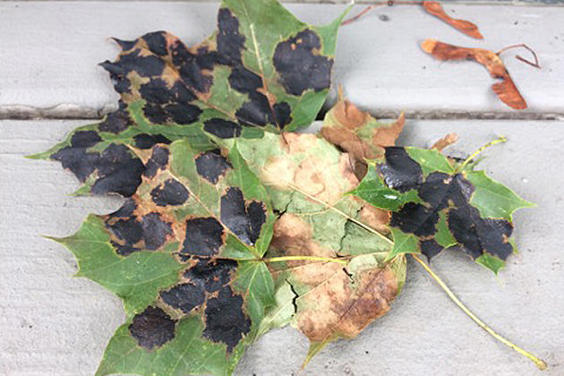 What Are Those Black Spots On My Maple Tree Leaves?