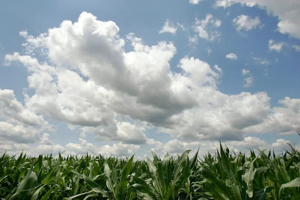 Man Charged With Felony After Joyride Through Maine Cornfield