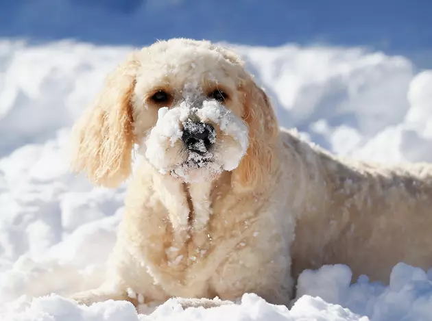 Should There Be A Law Against Leaving Your Dog In Freezing Temperatures?