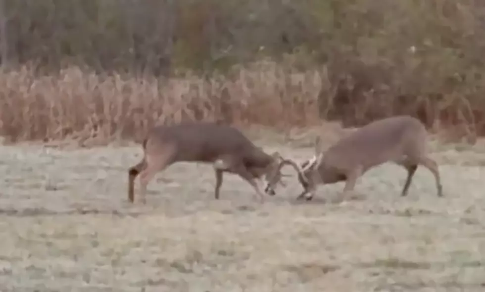 Watch These Bucks Sparring In A Scarborough Field [VIDEO]