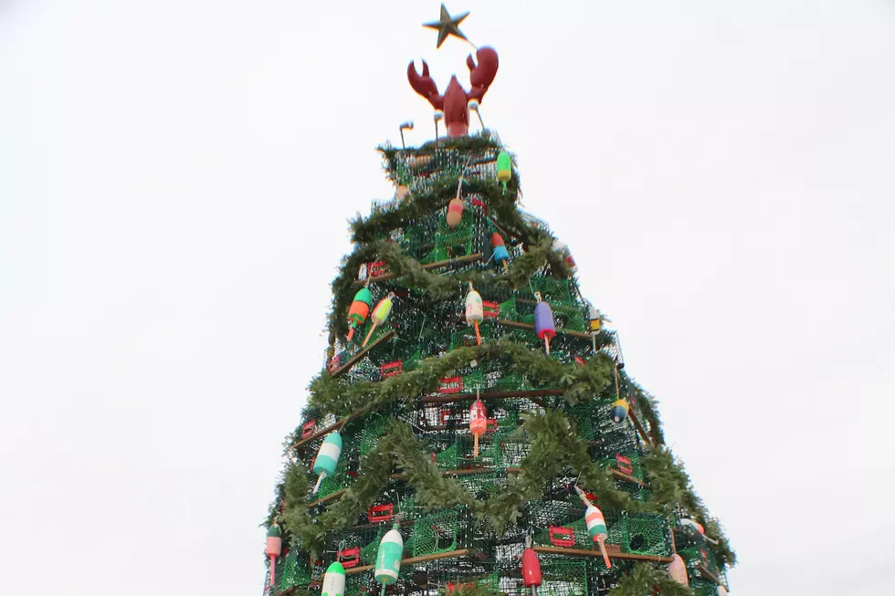 See The World&#8217;s Largest Lobster Trap Tree in Maine [VIDEO]