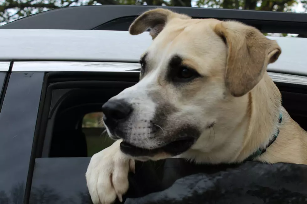 Downeast Doggy Drive In Brewer Today