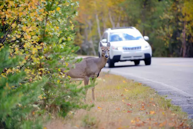 Maine Officials Warn Drivers Of Increased Deer-Vehicle Crashes