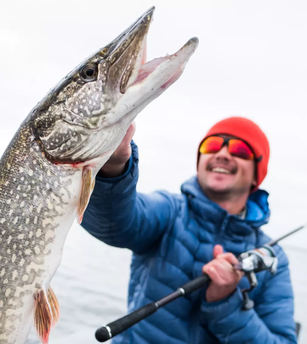 Maine Fish And Wildlife Department Warns of Northern Pike