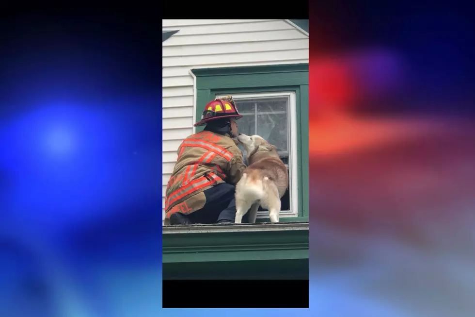 Wells Firefighter Gets A Kiss While Saving A Stranded Dog