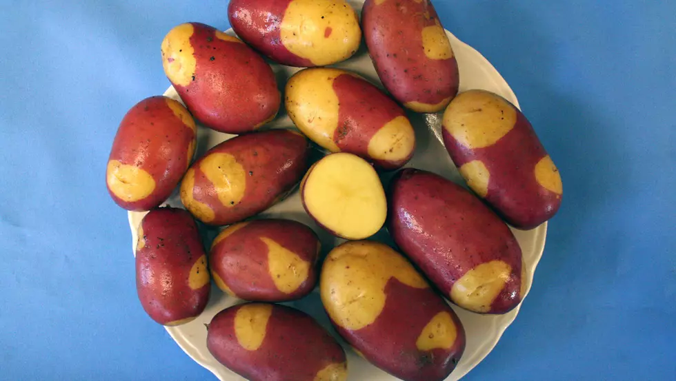 UMaine Develops Brand New Breed Of Potato: The Pinto Gold
