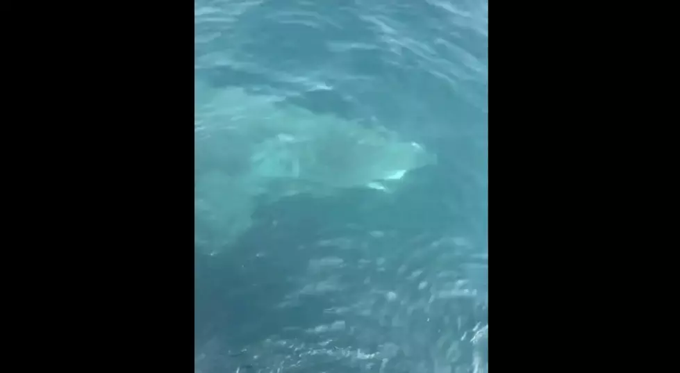 Coast Guard Crew Encounters 20-foot Shark Off Maine Coast [VIDEO]