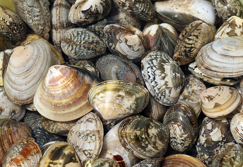 Whole Fried Clams Vs. Fried Clam Strips: Where Do You Stand?