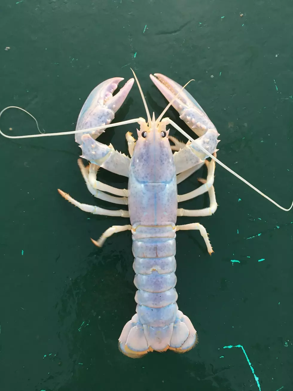 Super Rare Lobster Caught By Local Lobsterman…And Then Let Go