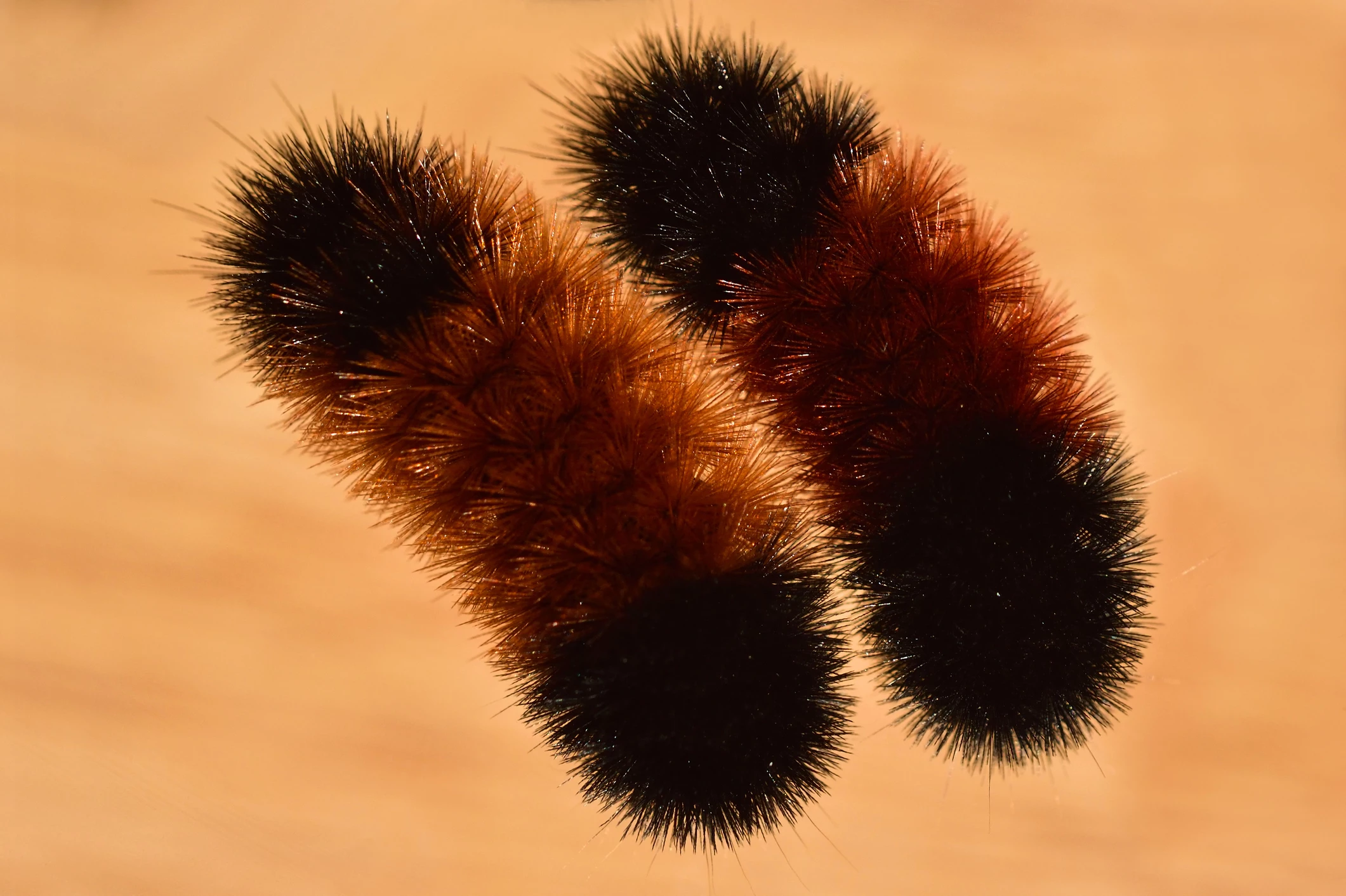 What Can The Wooly Bear Caterpillar Tell Us about Winter in Maine