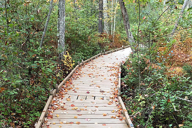 Orono Bog Boardwalk To Close Early For The Season