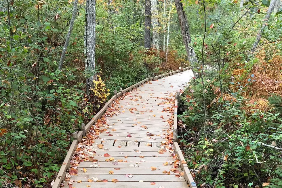 Book About Orono Bog Walk Published