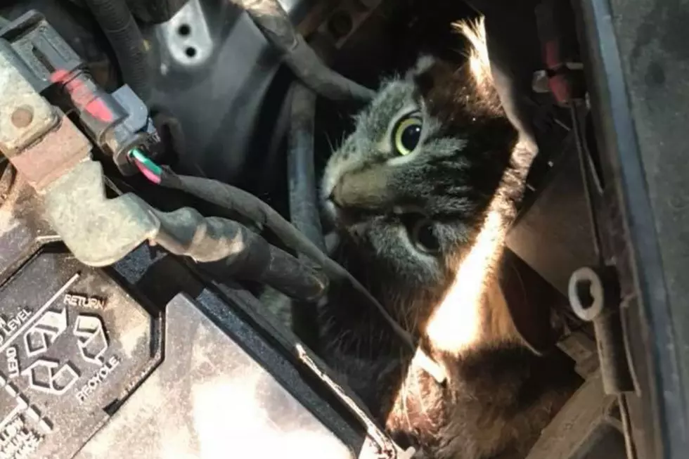 Brewer Garage Workers Rescue Cat From Engine Of Car [VIDEO]