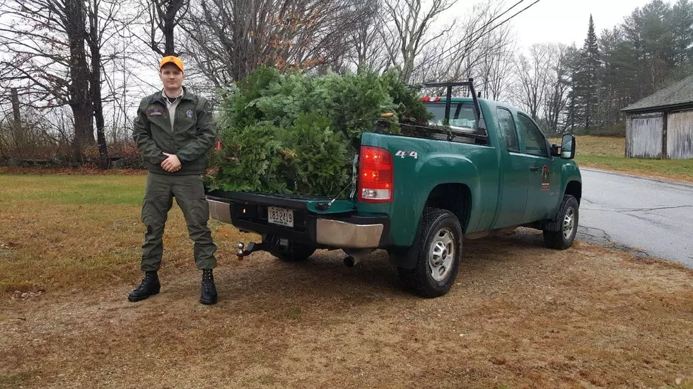 Maine Forest Rangers Confiscate Large Haul Of Stolen Evergreen