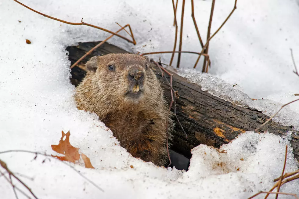Groundhog Day Is This Saturday