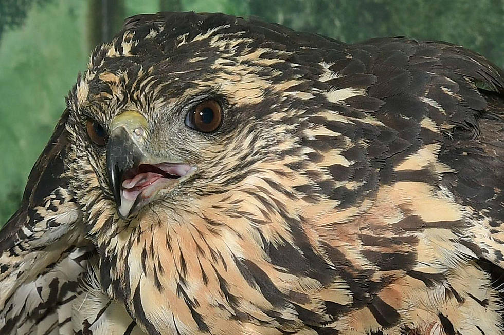Great Black Hawk Euthanized After Suffering Frostbite