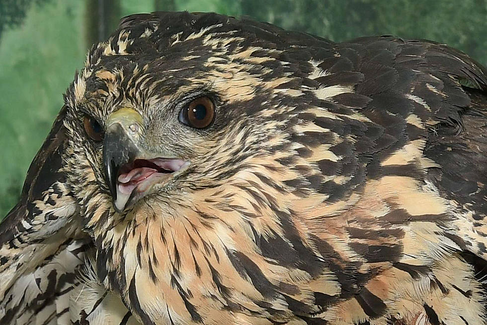 Hawk That Died From Frostbite To Be Displayed At State Museum