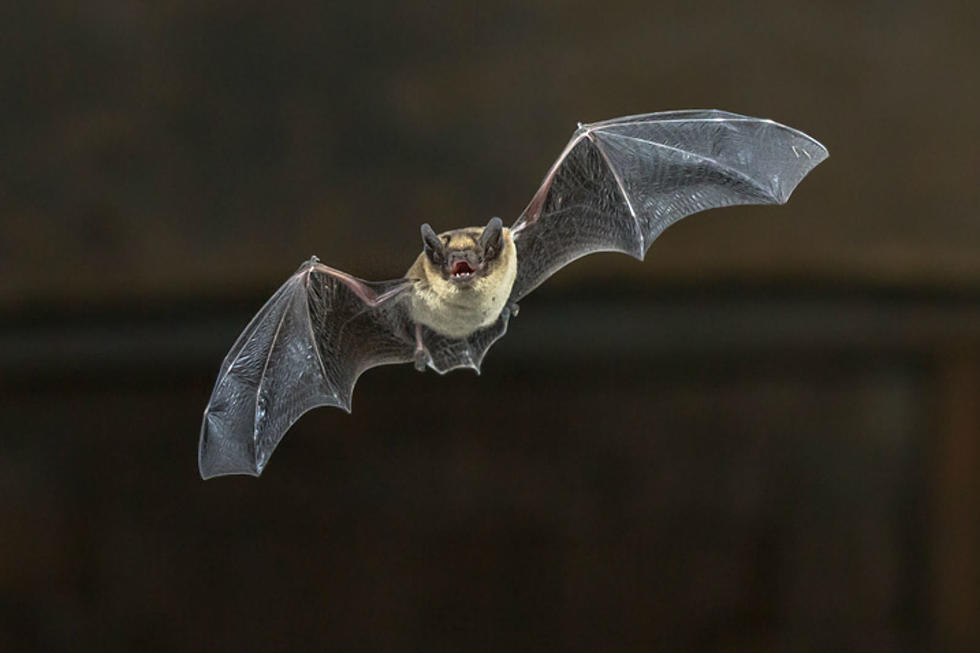 Health Officials Warn Of Rabid Bat In Downtown Bangor