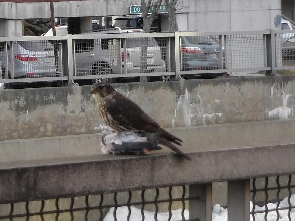 Peregrine Falcons In Bangor?!