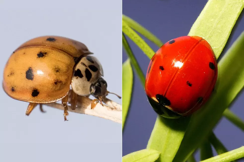 That’s No Ladybug On Your Window, and it Isn’t Nearly As Friendly