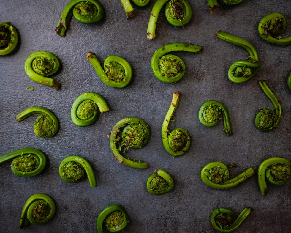 Fiddleheads Are Delicious, But Don’t Let Them Make You Sick.