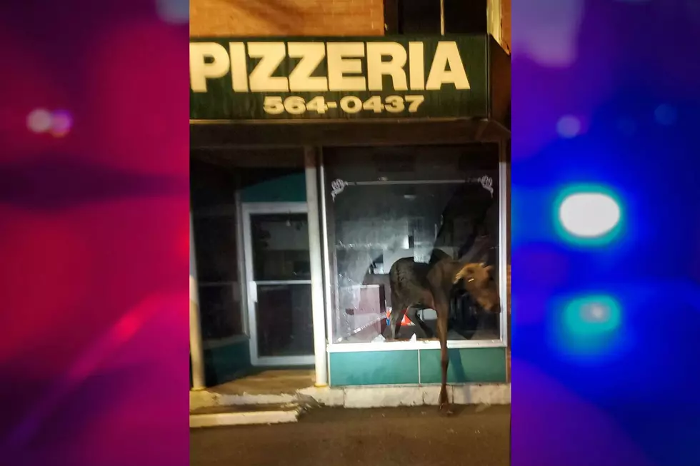 TBT – An Avid Maine Moose Helps Itself at a Padlocked Pizza Place