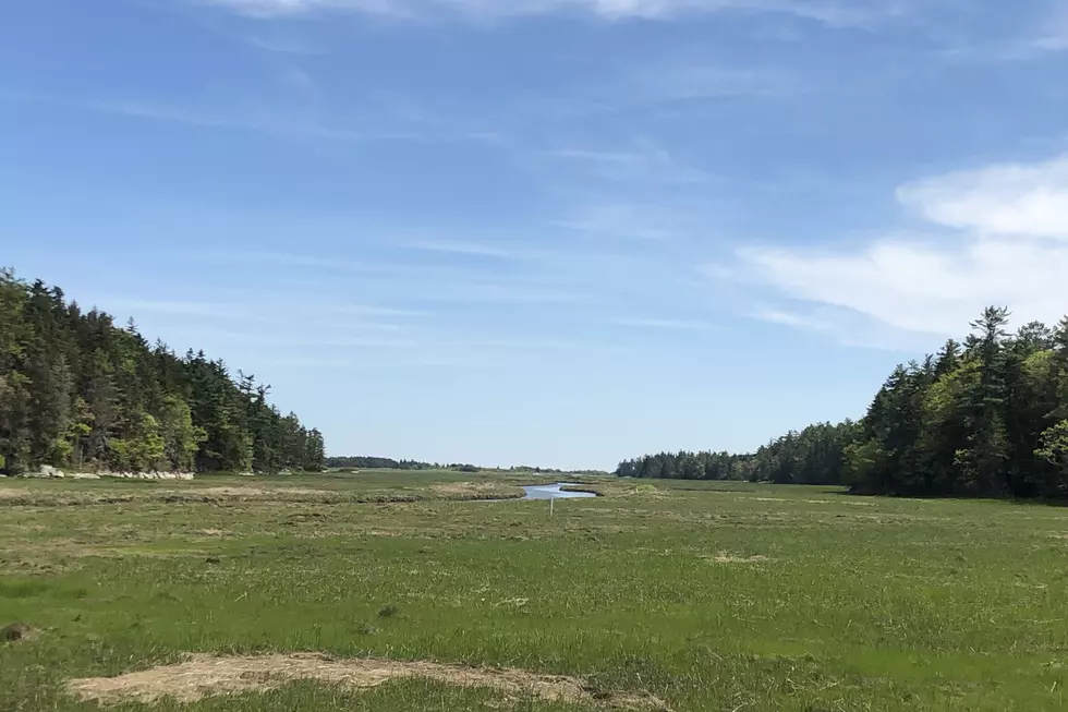 Salt Marsh