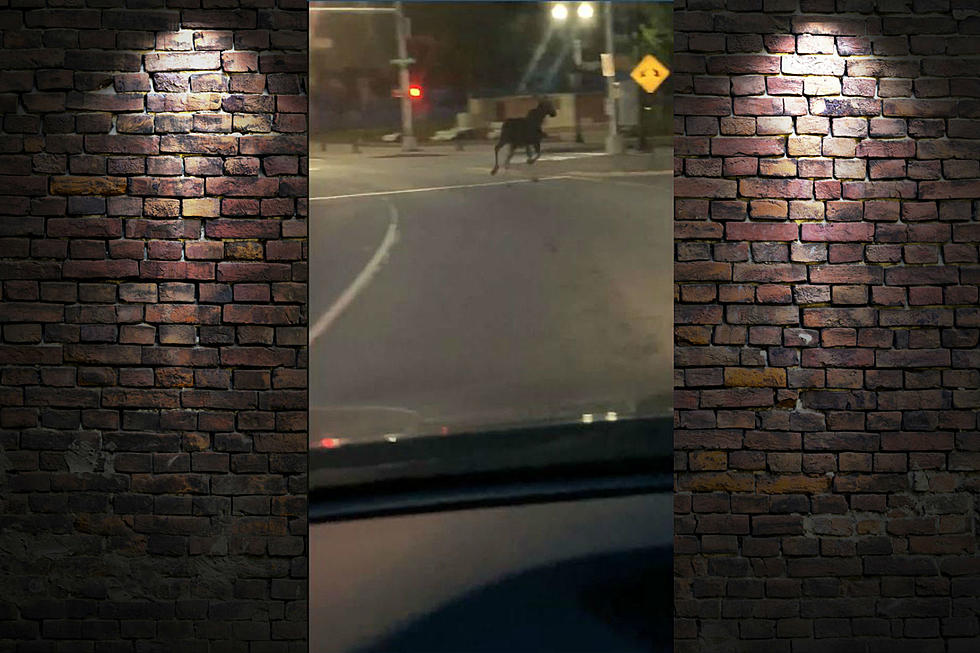 Moose On The Loose In Lewiston [VIDEO]