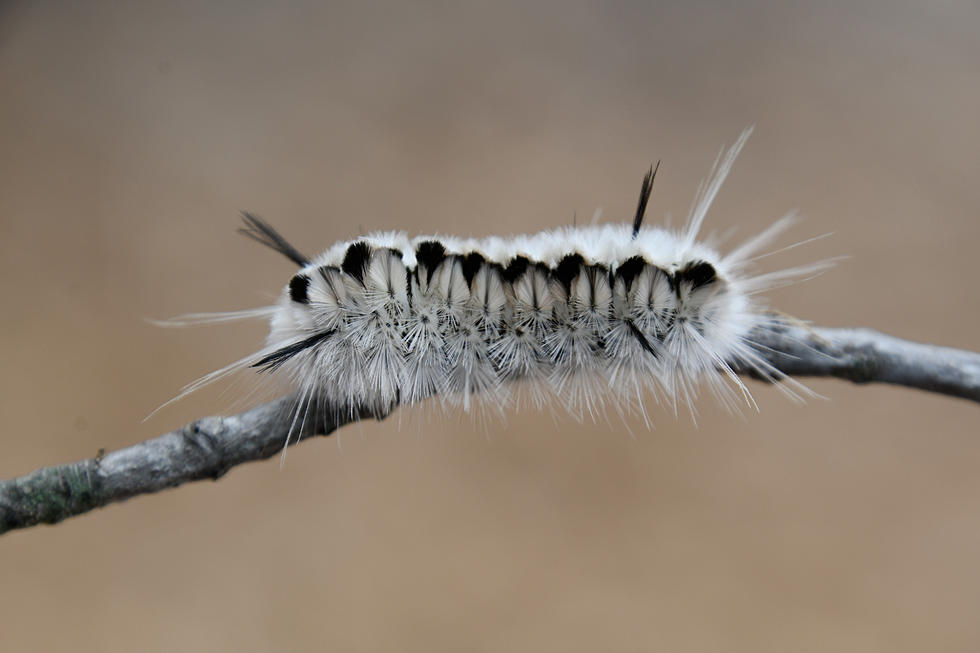 If You See This Fuzzy Little Caterpillar, Don&#8217;t Touch It!!