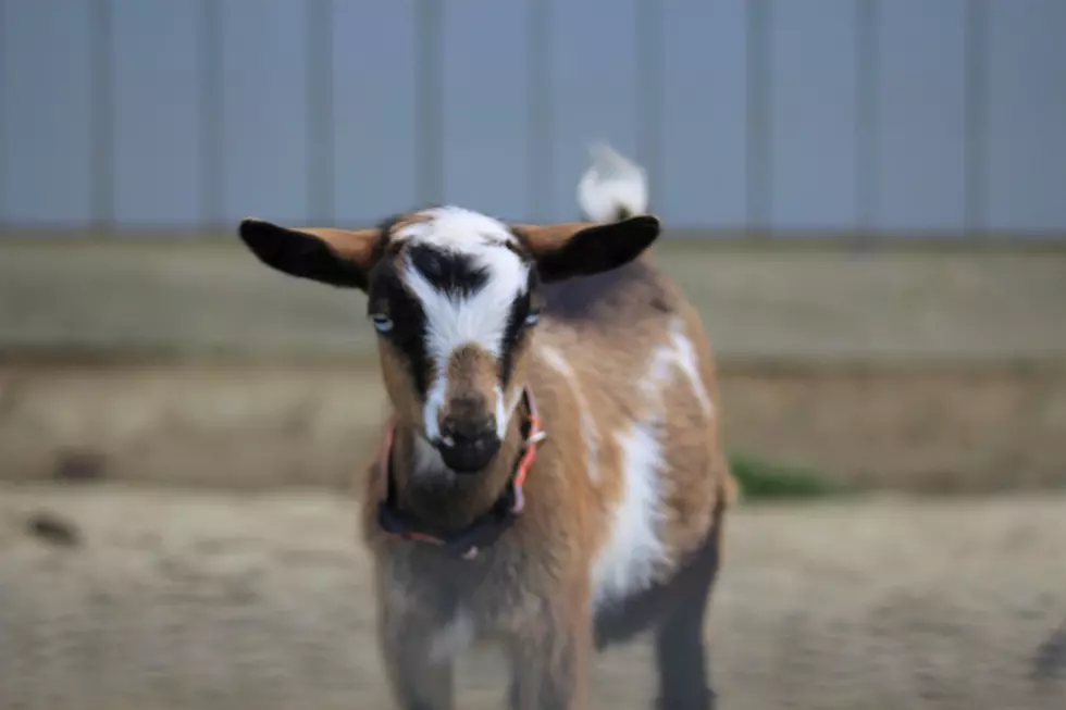Maine Goat Tying Takes Skill and a More Cooperative Goat