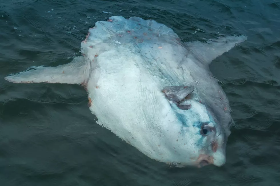 Mainers Are Seeing A Lot More Giant Ocean Sunfish This Summer