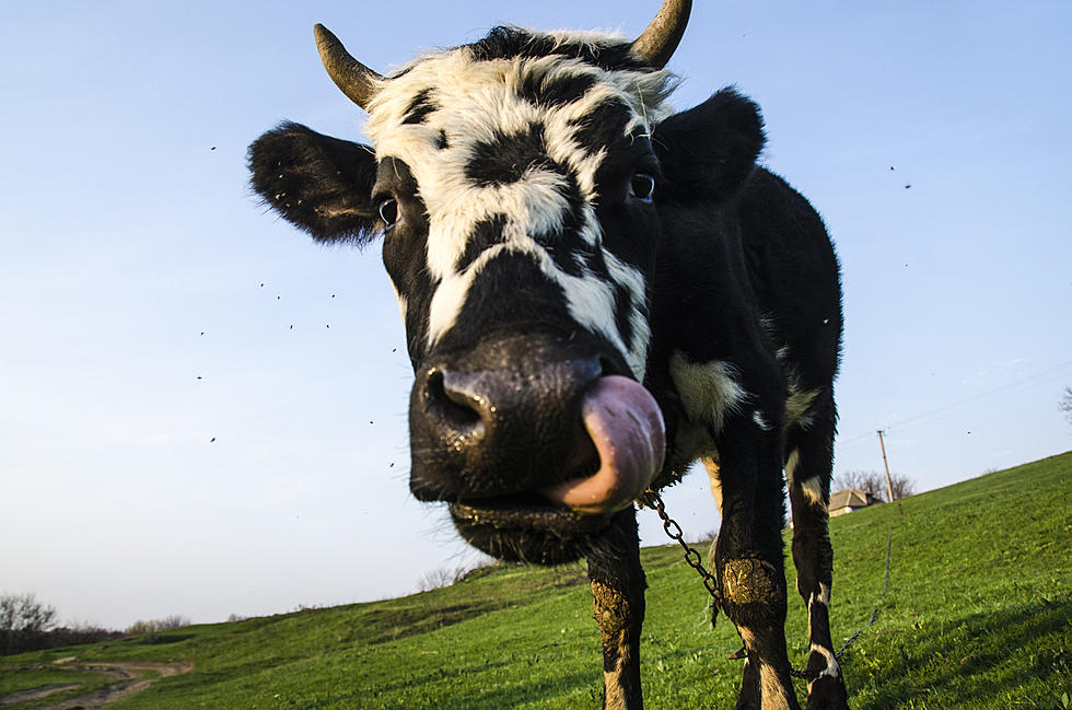 Maine Scientists Seeing If Seaweed Makes Cows Burp Less