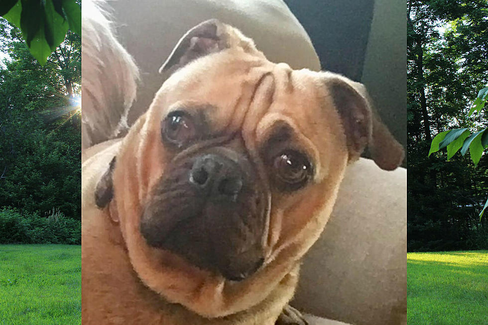Suspect In Death of Franky the Pug Now In Custody