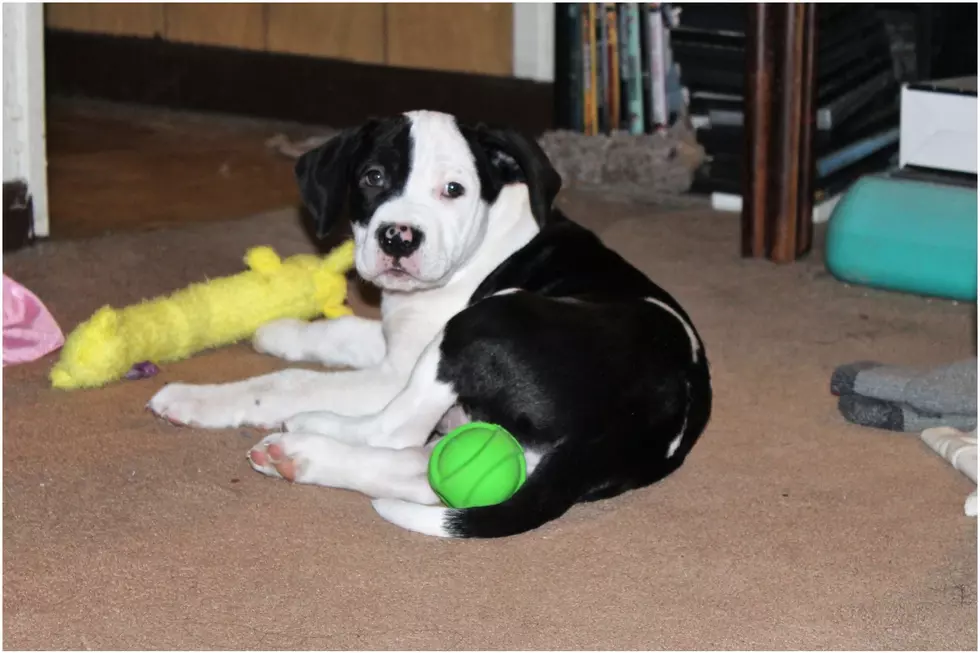 WATCH: Cindy Campbell Welcomes New Pup Toby