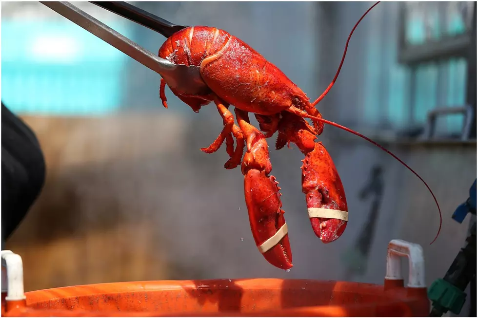 Maine Lobster Festival Canceled This Summer