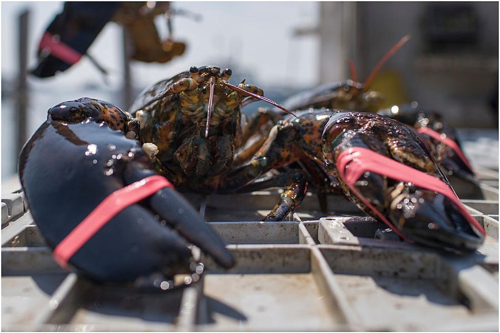 Maine Scientist Says Lobsters Could Help Treat COVID-19