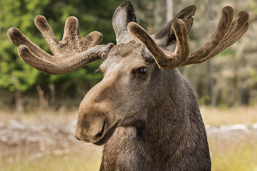 Applications Being Accepted For The 2021 Moose Permit Lottery