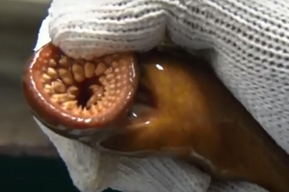 Lamprey Eels Are Scary And Ugly. But There&#8217;s Good News Too.