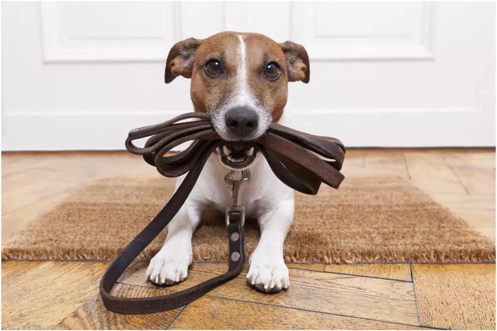 Changes coming to the Bangor Humane Society’s “Paws On Parade” this year