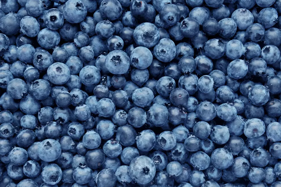 Maine&#8217;s First Ever &#8216;Wild Blueberry Weekend&#8217; Being Organized For August
