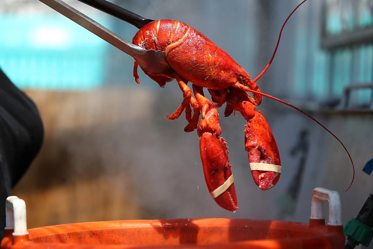 Winter Harbor Lobster Festival Schedule Tomorrow