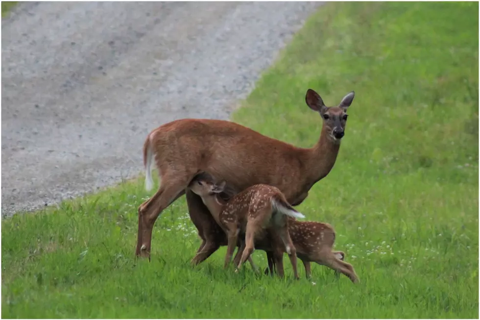 Fawning Over Fawns, My Camera Can&#8217;t Get Enough Of Them