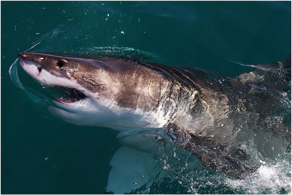 Shark in Fatal Bailey Island Attack Was a Great White