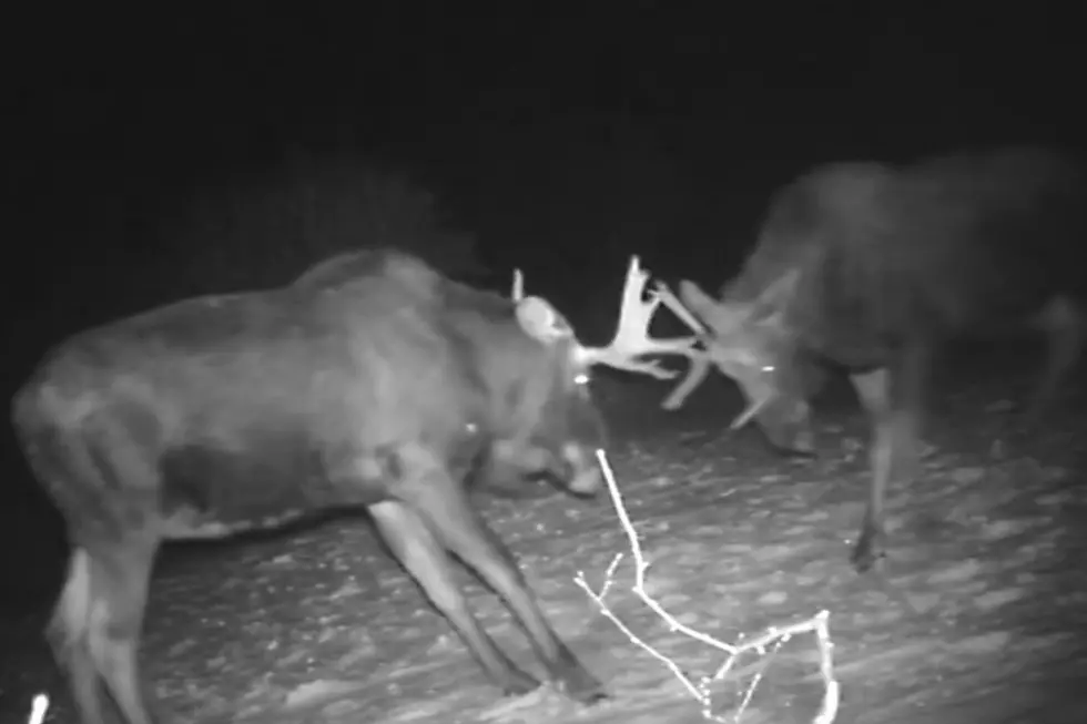 WATCH: Sparring Maine Moose Caught On Trail Camera