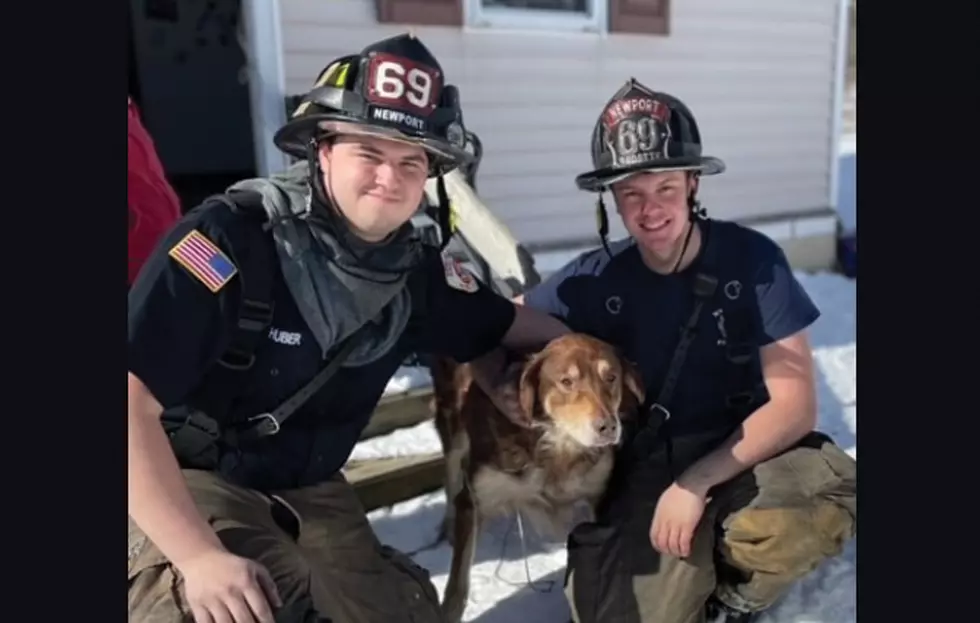 2 Newport Firefighters Rescue A Scared Doggo From A House Fire