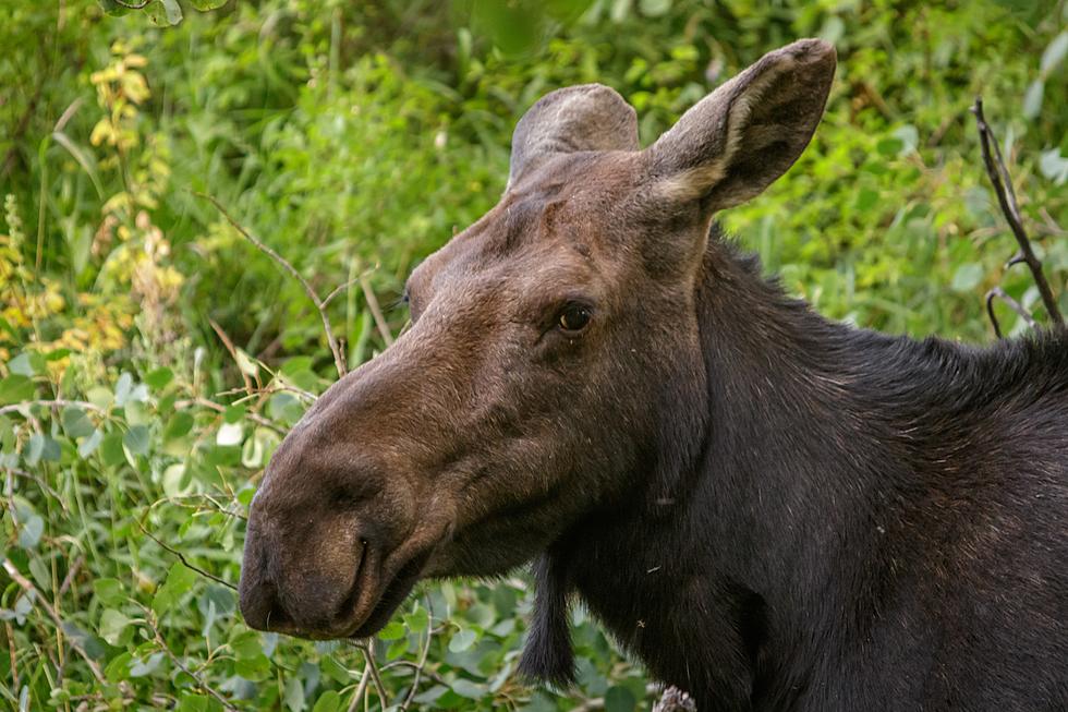Moose Spotted Wandering Around Bangor Mall Area