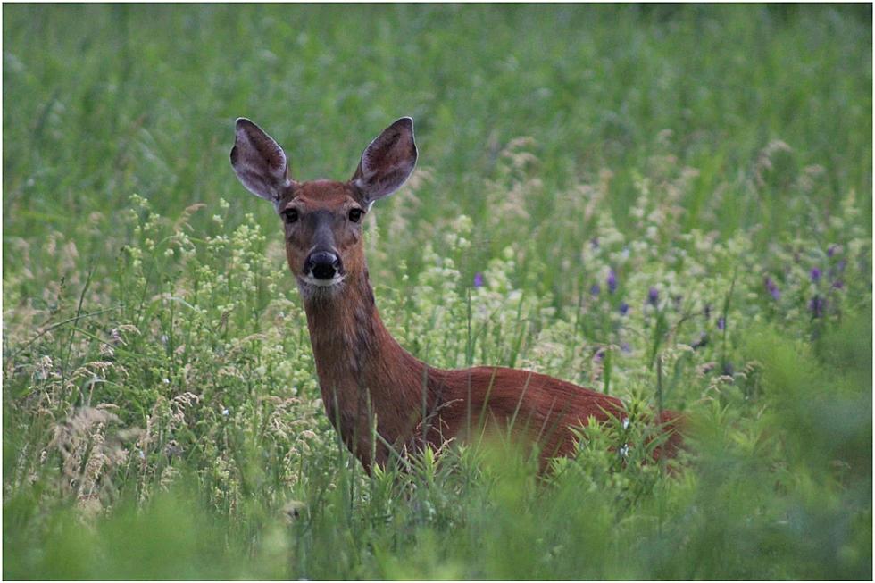 More Than 20,000 Maine Antlerless Deer Permits Sold Last Week